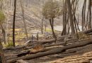 Bosques: Proponen Prorrogar la Emergencia Ambiental por Incendios Forestales